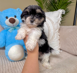 9 week old Teddy Bear Puppy For Sale - Lone Star Pups