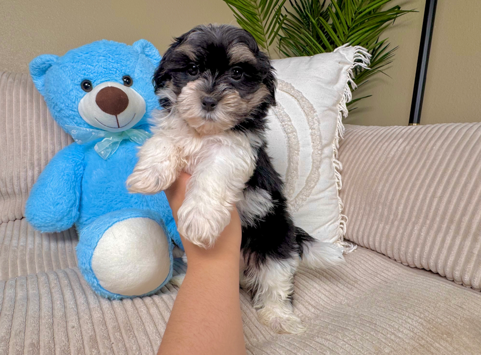 Best Teddy Bear Baby
