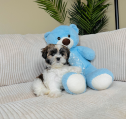 9 week old Teddy Bear Puppy For Sale - Lone Star Pups