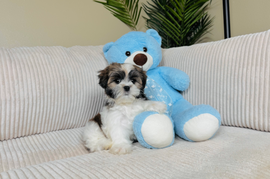 Cute Shi Chon Designer Puppy