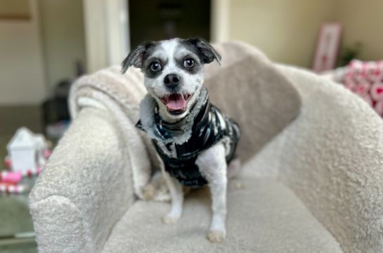 Cute Teddy Bear Baby