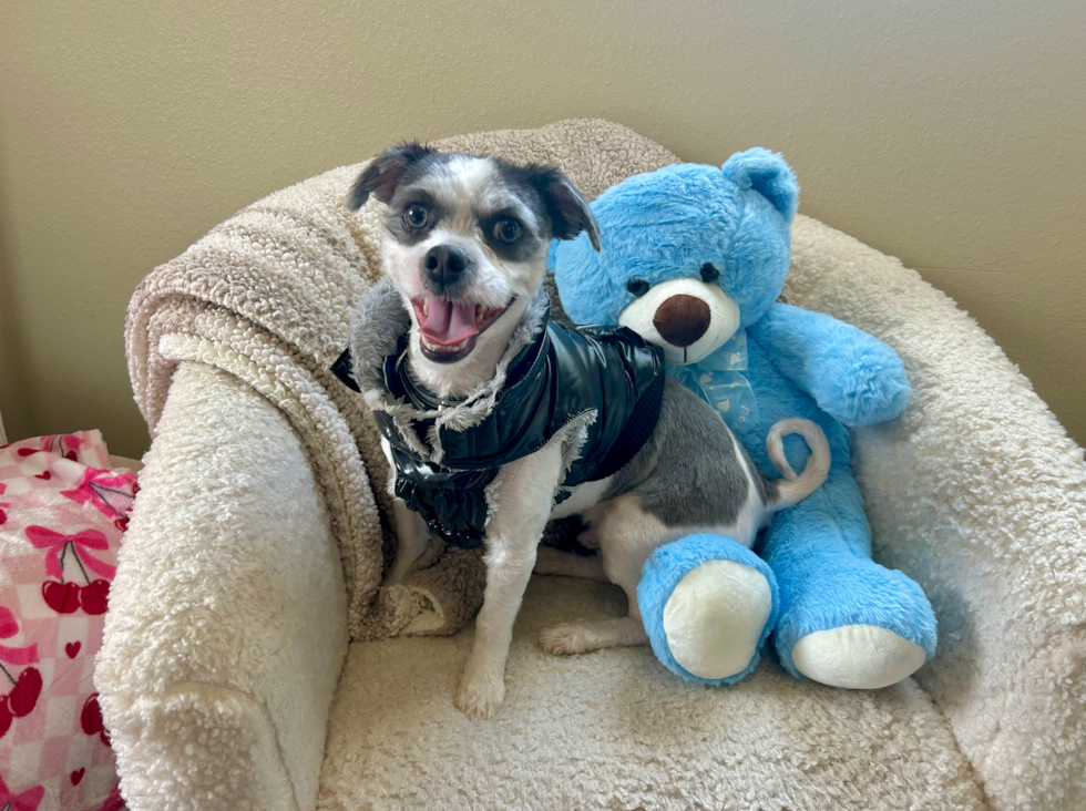 Best Teddy Bear Baby