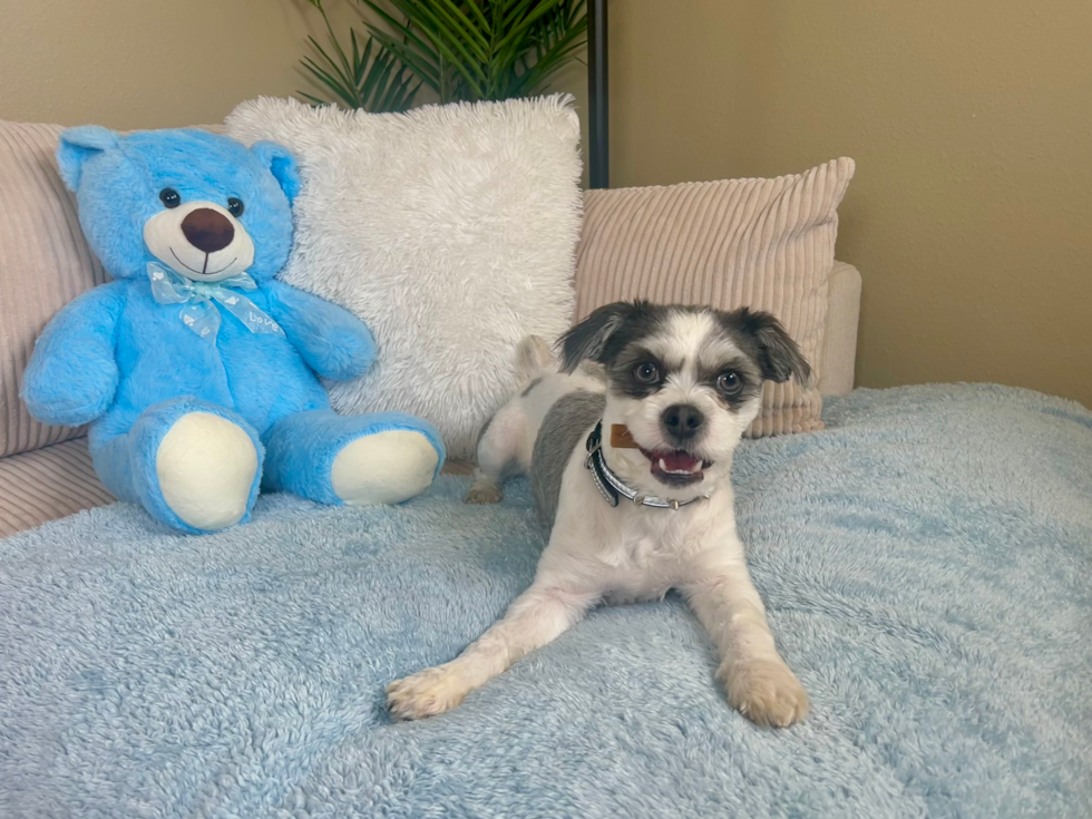 Teddy Bear Puppy for Adoption