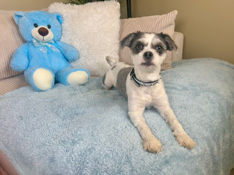 Cute Shit Designer Puppy