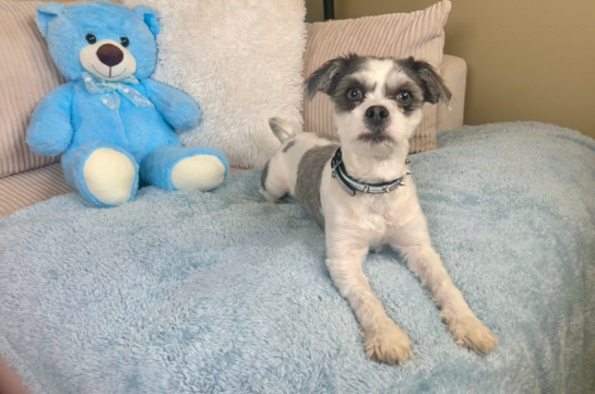 Cute Teddy Bear Baby