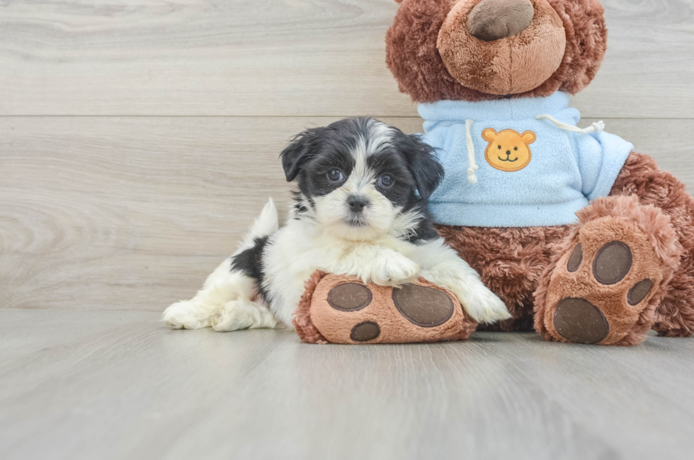 6 week old Teddy Bear Puppy For Sale - Lone Star Pups