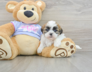 6 week old Teddy Bear Puppy For Sale - Lone Star Pups