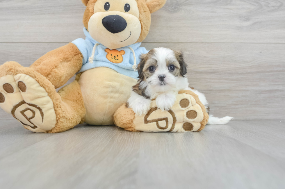 9 week old Teddy Bear Puppy For Sale - Lone Star Pups