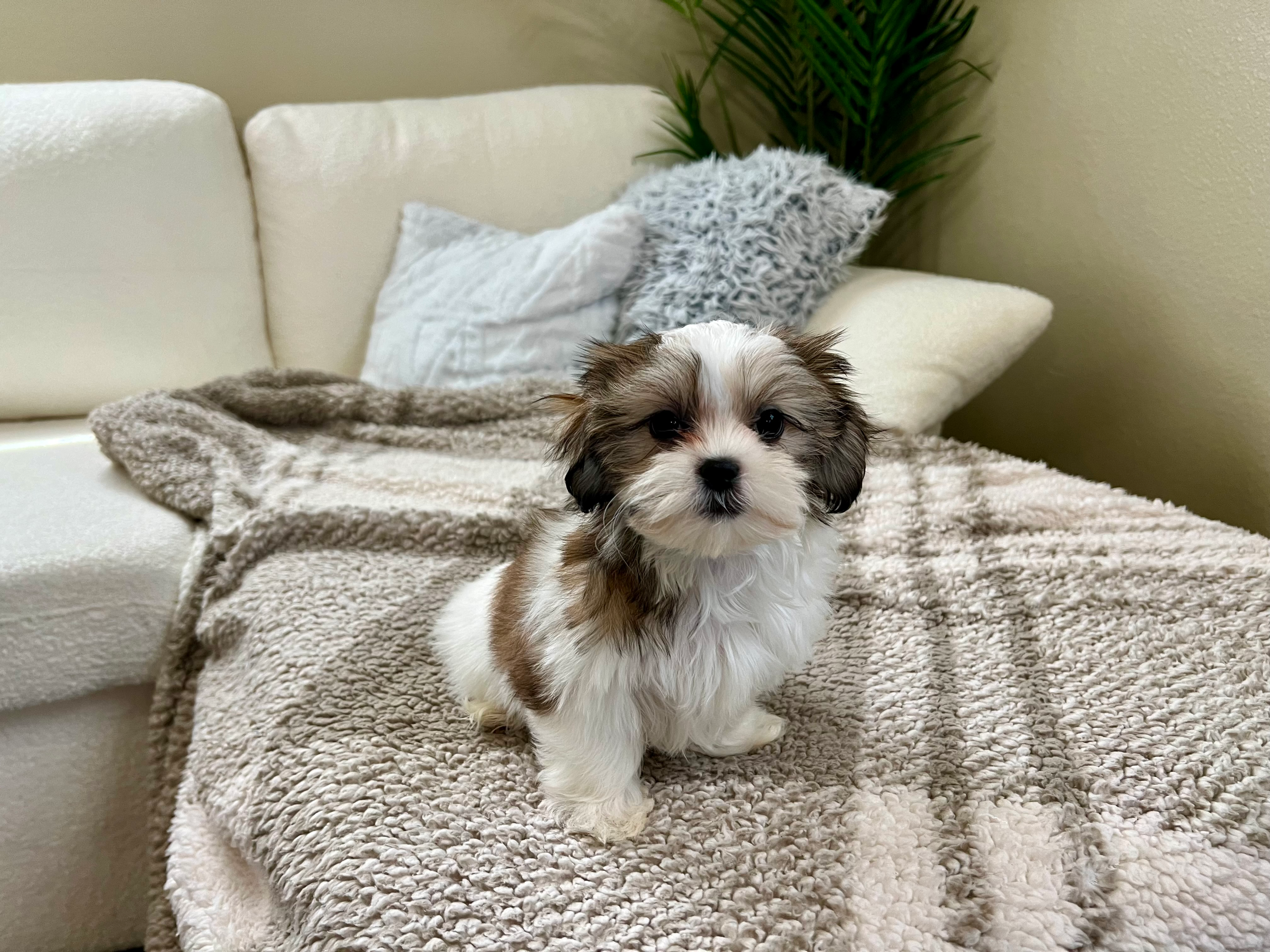 Cute Teddy Bear Baby
