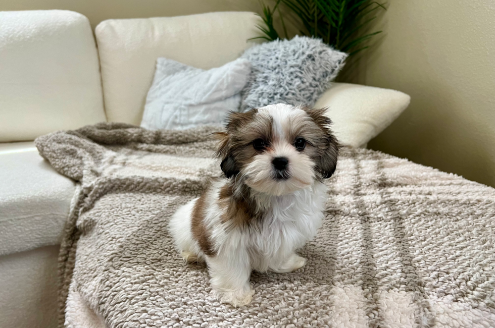 10 week old Teddy Bear Puppy For Sale - Lone Star Pups