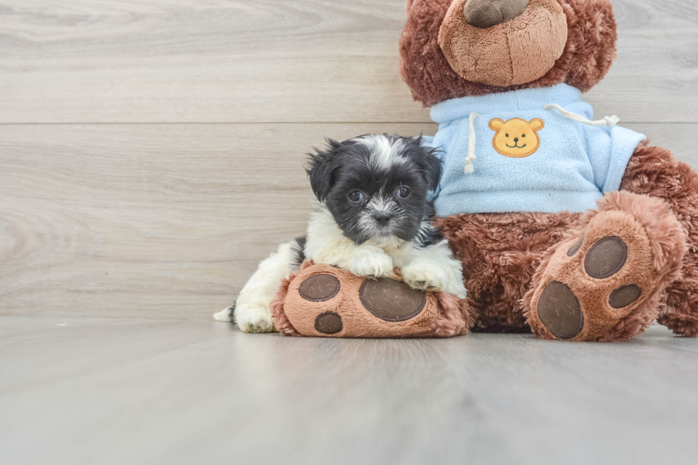 Playful Shichon Designer Puppy