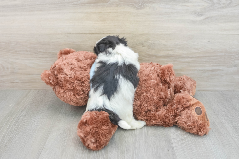 Teddy Bear Pup Being Cute