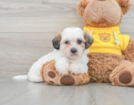 9 week old Teddy Bear Puppy For Sale - Lone Star Pups