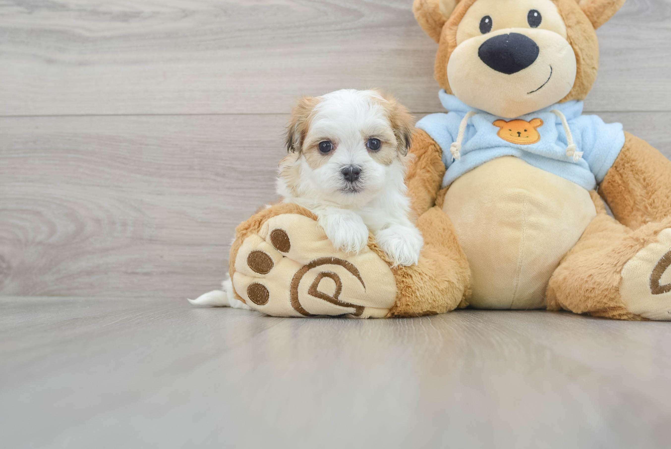 Cute teddy bear puppies hotsell