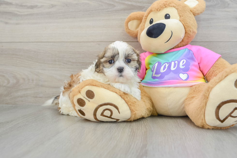 Teddy Bear Pup Being Cute