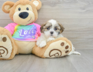 8 week old Teddy Bear Puppy For Sale - Lone Star Pups