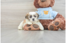 Smart Teddy Bear Designer Pup