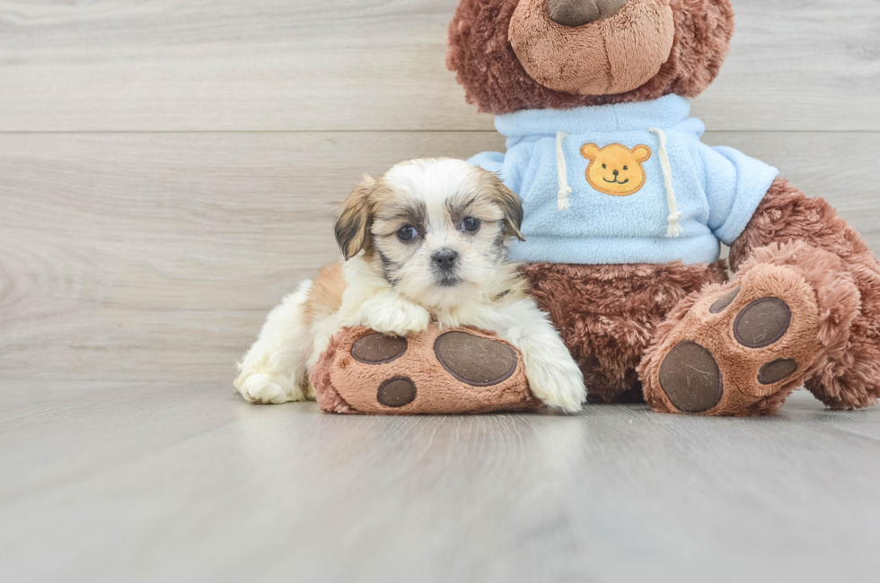 6 week old Teddy Bear Puppy For Sale - Lone Star Pups