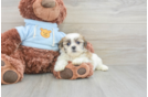 Hypoallergenic Shi Chon Designer Puppy