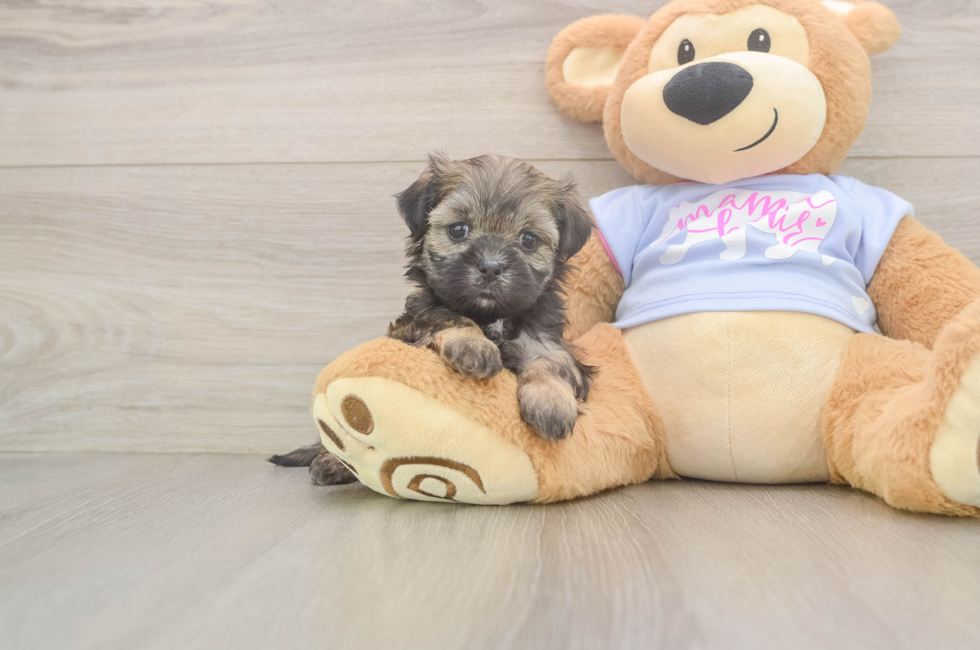 6 week old Teddy Bear Puppy For Sale - Lone Star Pups
