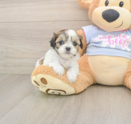 9 week old Teddy Bear Puppy For Sale - Lone Star Pups