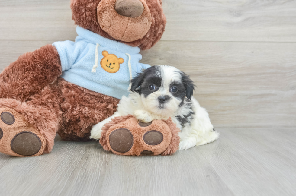 6 week old Teddy Bear Puppy For Sale - Lone Star Pups