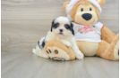 Funny Teddy Bear Designer Pup