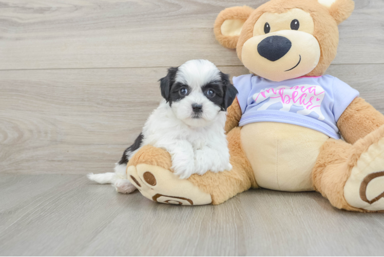Fluffy Teddy Bear Designer Pup
