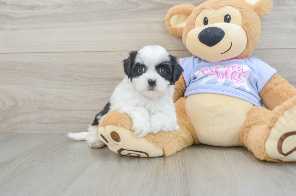 6 week old Teddy Bear Puppy For Sale - Lone Star Pups