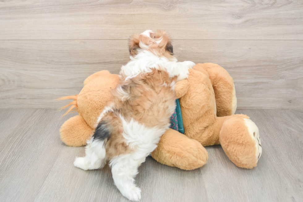 Energetic Shi Chon Designer Puppy