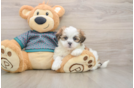 Best Teddy Bear Baby