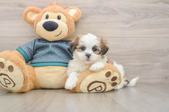 Best Teddy Bear Baby