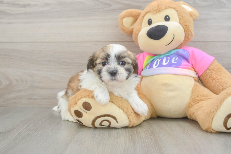 Best Teddy Bear Baby