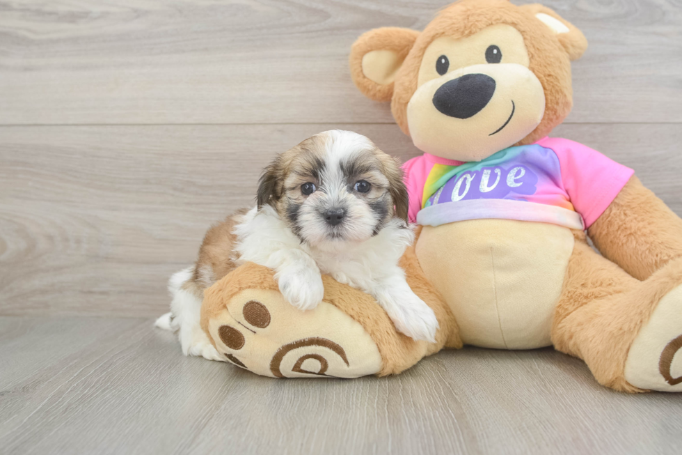 Best Teddy Bear Baby