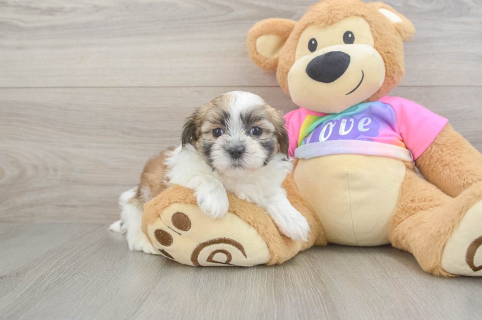6 week old Teddy Bear Puppy For Sale - Lone Star Pups