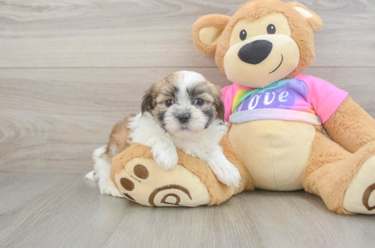 Best Teddy Bear Baby