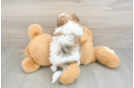 Cute Teddy Bear Baby