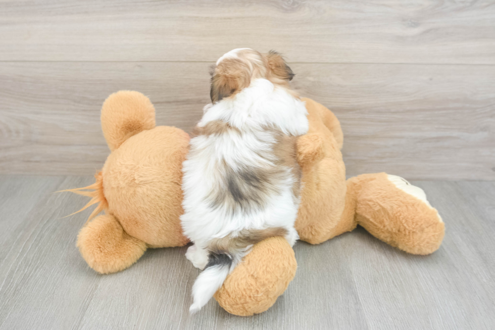 Cute Teddy Bear Baby
