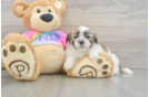 Adorable Shi Chon Designer Puppy