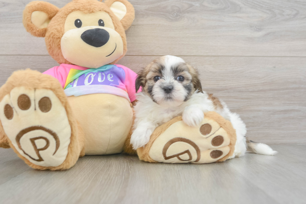 Adorable Shi Chon Designer Puppy