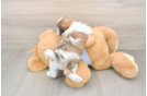 Happy Teddy Bear Baby