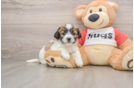 Popular Teddy Bear Designer Pup