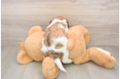 Best Teddy Bear Baby