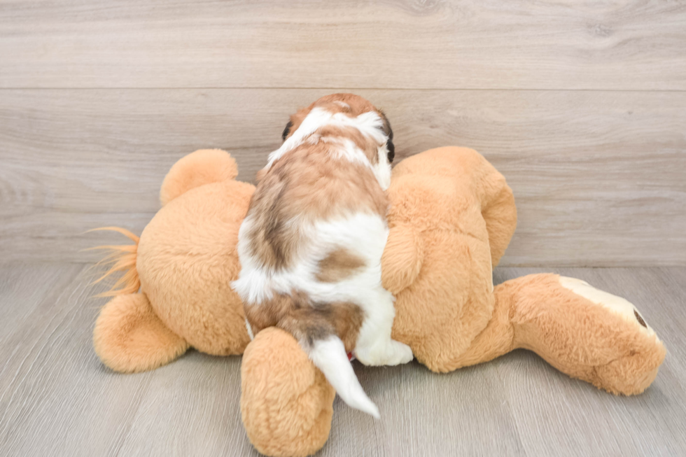Best Teddy Bear Baby