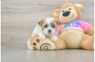 Teddy Bear Puppy for Adoption