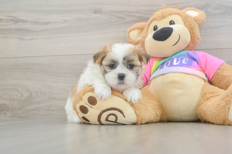 Teddy Bear Puppy for Adoption