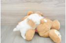 Teddy Bear Puppy for Adoption