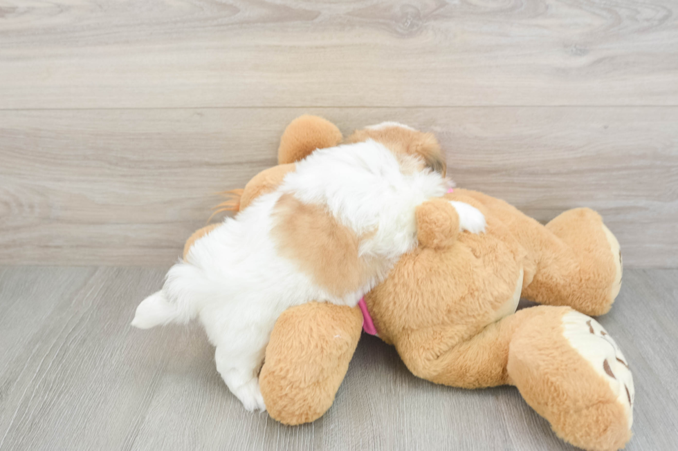 Teddy Bear Puppy for Adoption