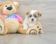7 week old Teddy Bear Puppy For Sale - Lone Star Pups