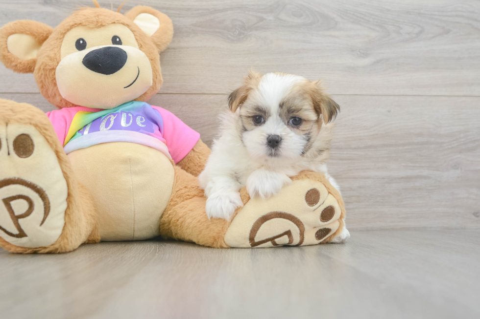 Cute Teddy Bear Baby